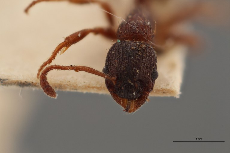 B026 Myrmica arduennae var. pyrenaea Frontal ZS PMax.jpg B026 Myrmica arduennae var. pyrenaea Frontal ZS PMax.jpg