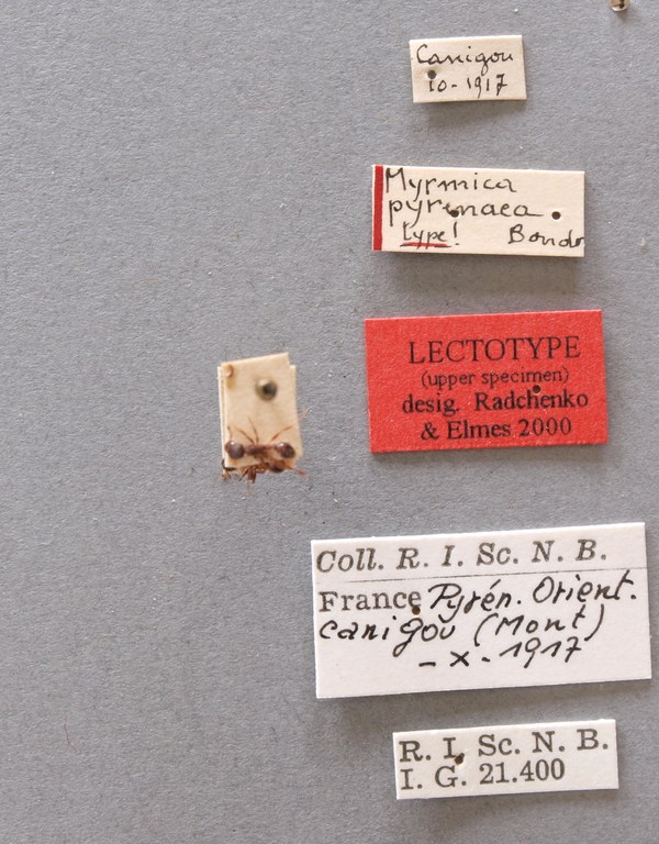 B026 Myrmica arduennae var. pyrenaea Labels.JPG B026 Myrmica arduennae var. pyrenaea Labels.JPG