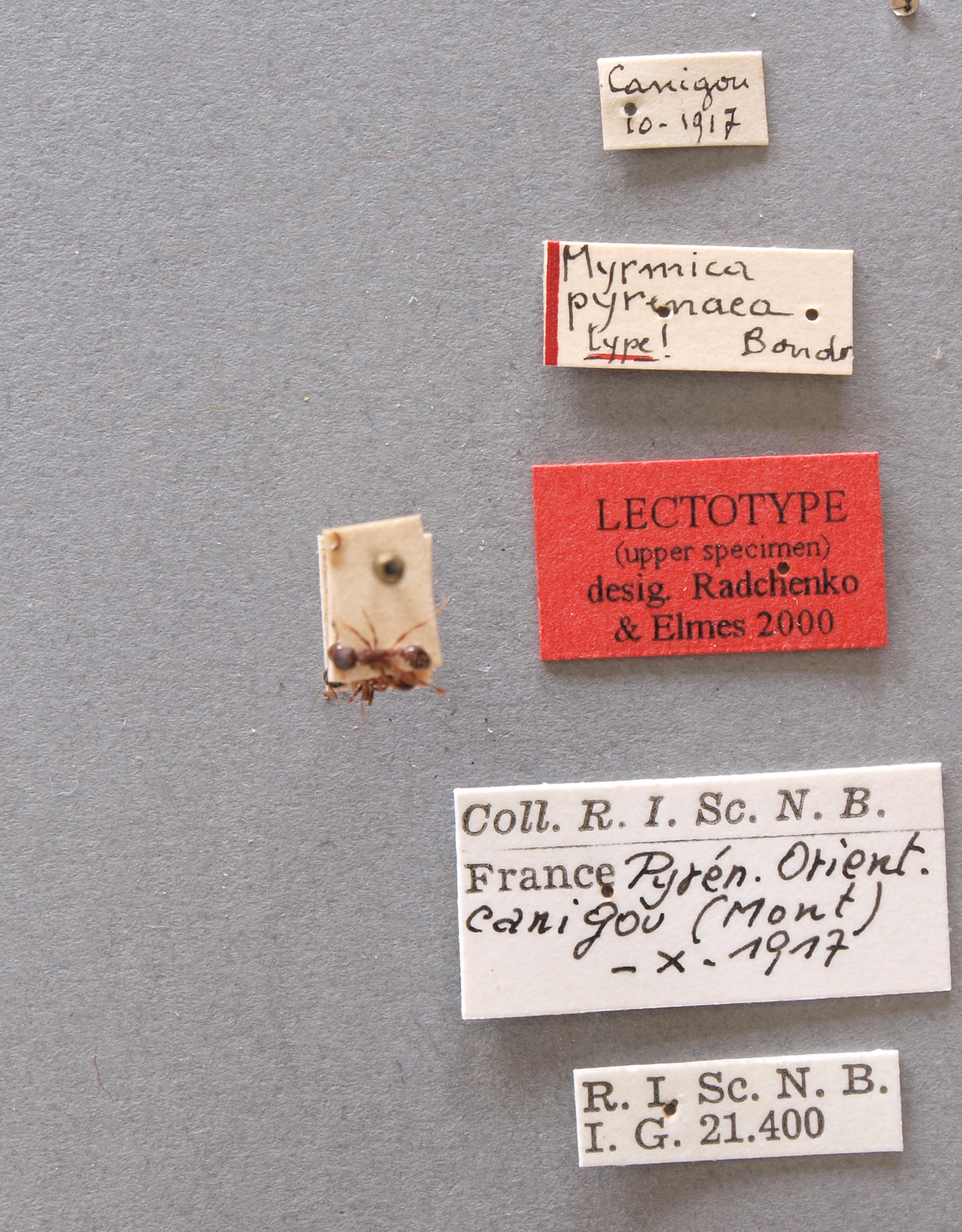 B026 Myrmica arduennae var. pyrenaea Labels.JPG