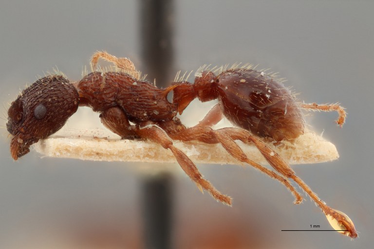 B026 Myrmica arduennae var. pyrenaea Lateral ZS PMax.jpg B026 Myrmica arduennae var. pyrenaea Lateral ZS PMax.jpg