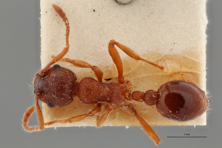 B035 Myrmica curvithorax Dorsal ZS PMax.jpg B035 Myrmica curvithorax Dorsal ZS PMax.jpg