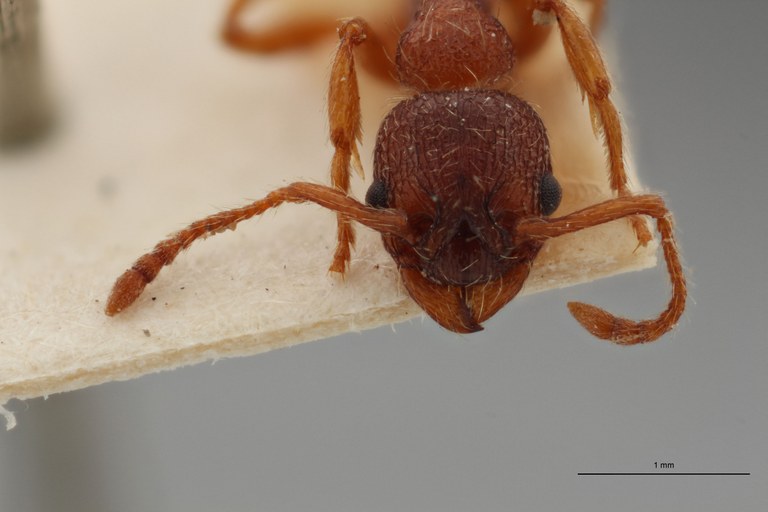 B035 Myrmica curvithorax Frontal ZS PMax.jpg B035 Myrmica curvithorax Frontal ZS PMax.jpg