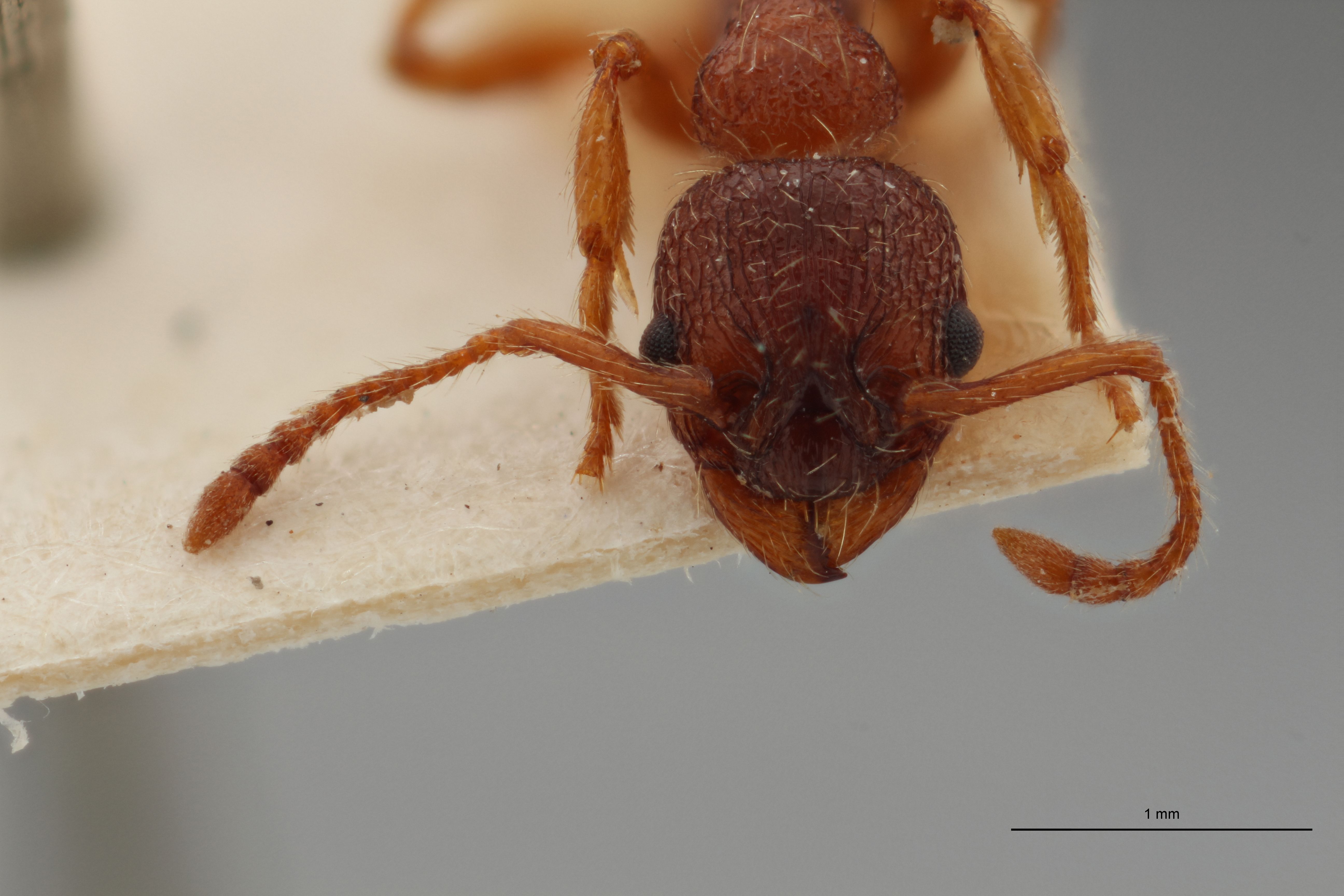 B035 Myrmica curvithorax Frontal ZS PMax.jpg