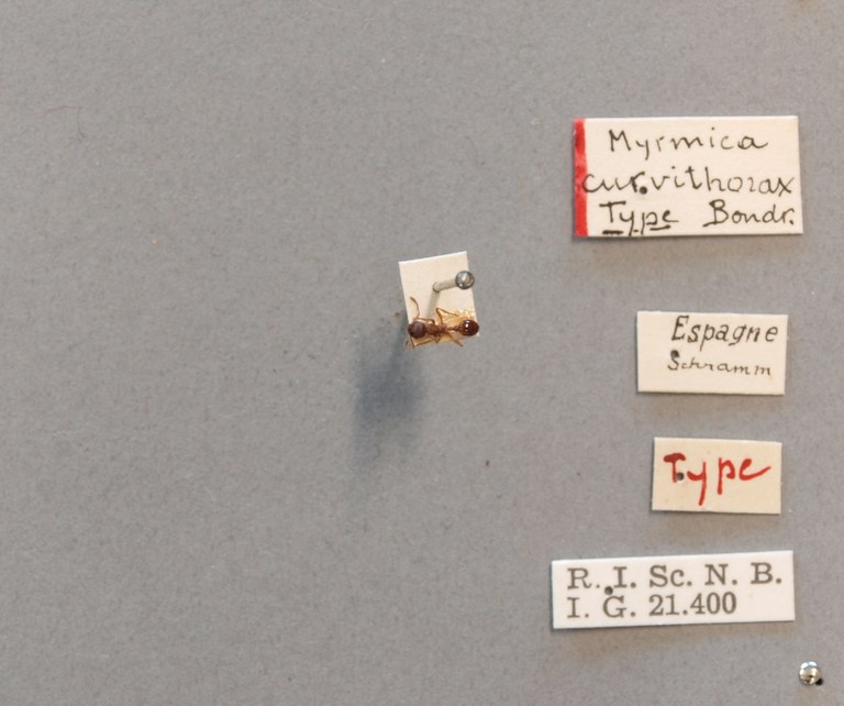 B035 Myrmica curvithorax Labels.JPG B035 Myrmica curvithorax Labels.JPG