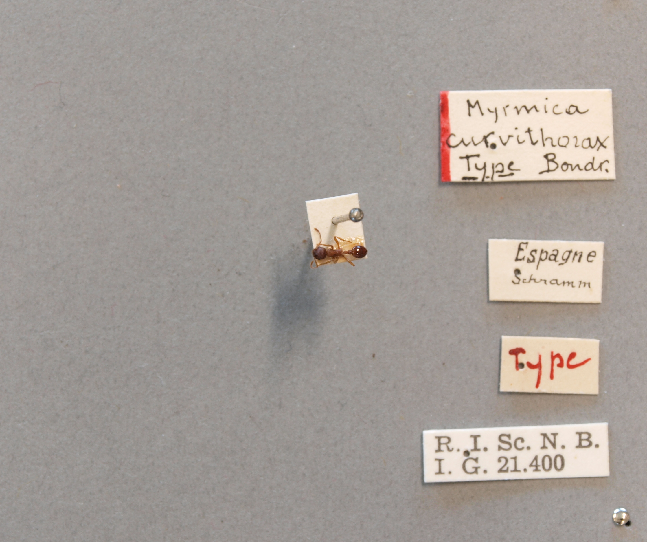 B035 Myrmica curvithorax Labels.JPG