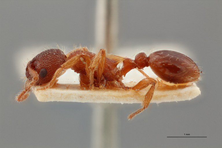 B035 Myrmica curvithorax Lateral ZS PMax.jpg B035 Myrmica curvithorax Lateral ZS PMax.jpg