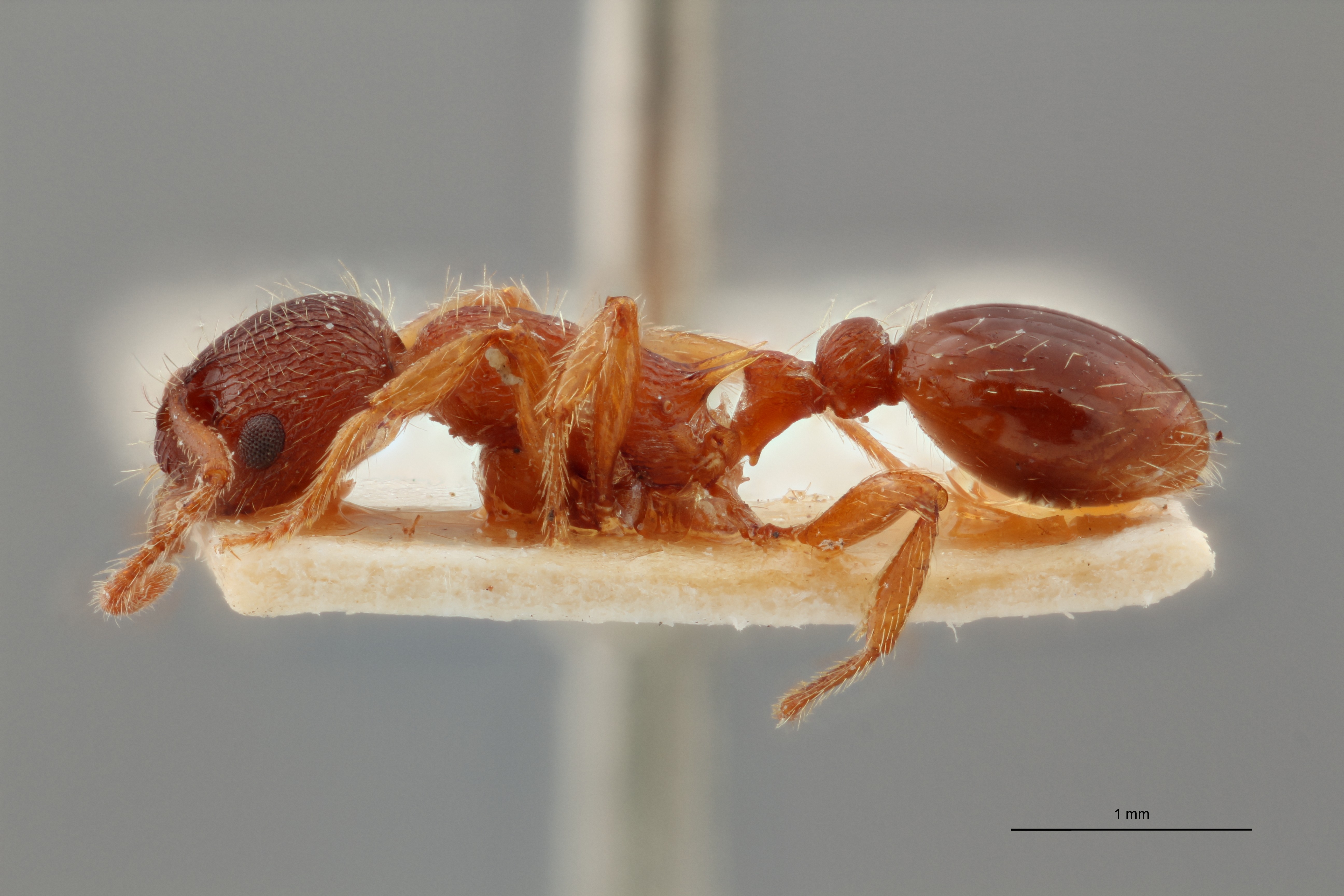 B035 Myrmica curvithorax Lateral ZS PMax.jpg