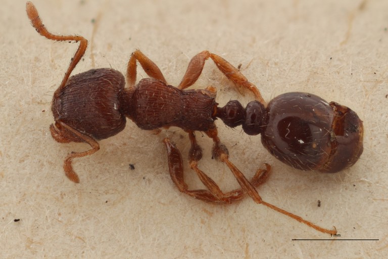 B030 Myrmica fuscula Dorsal ZS PMax.jpg