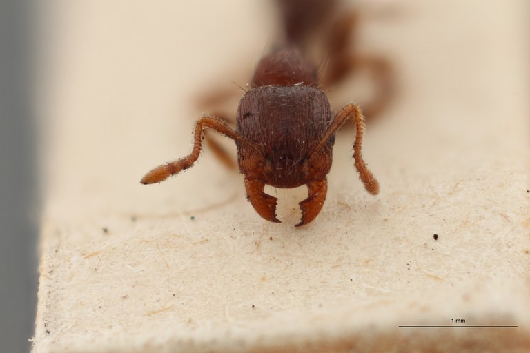 B030 Myrmica fuscula Frontal ZS PMax.jpg