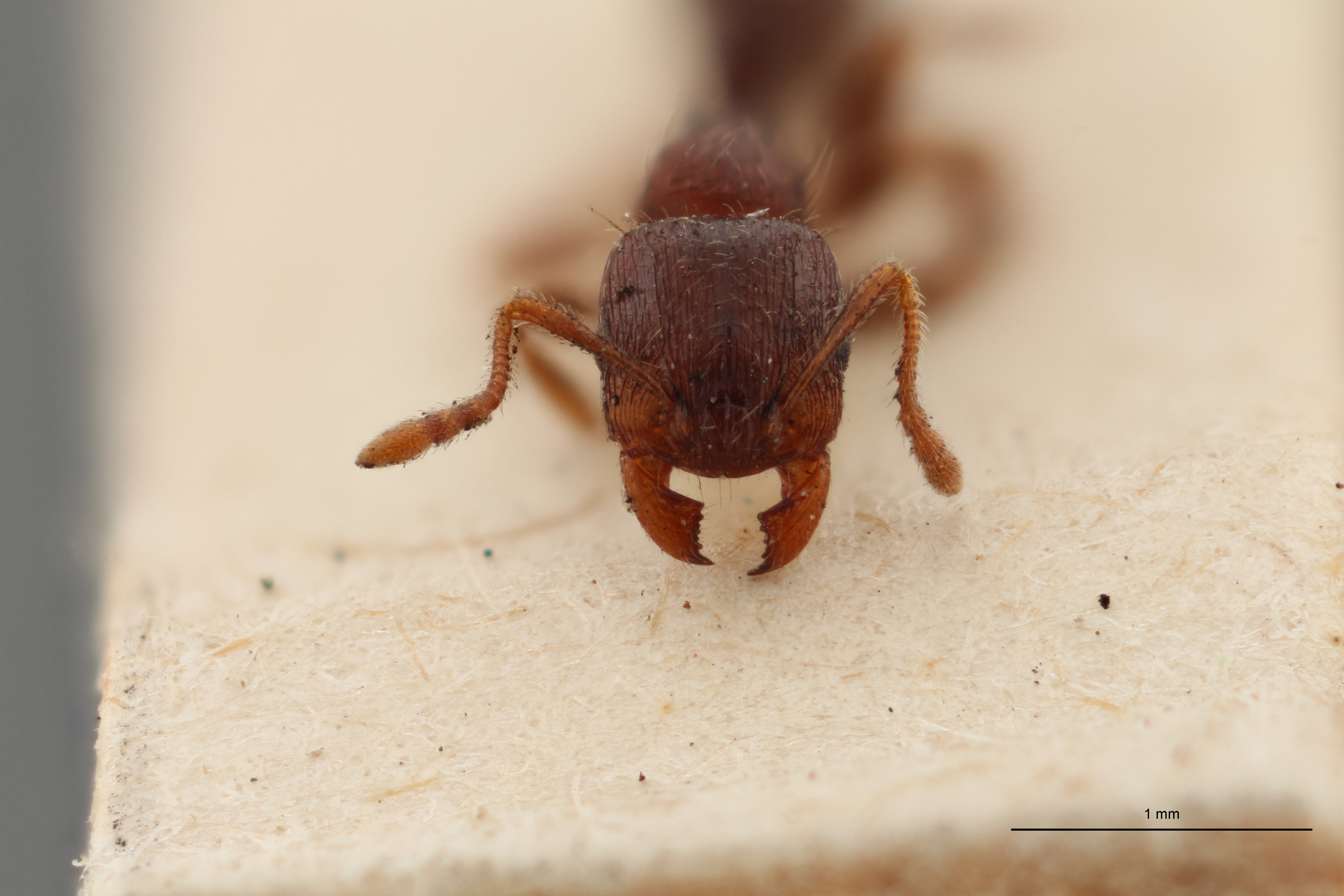 B030 Myrmica fuscula Frontal ZS PMax.jpg