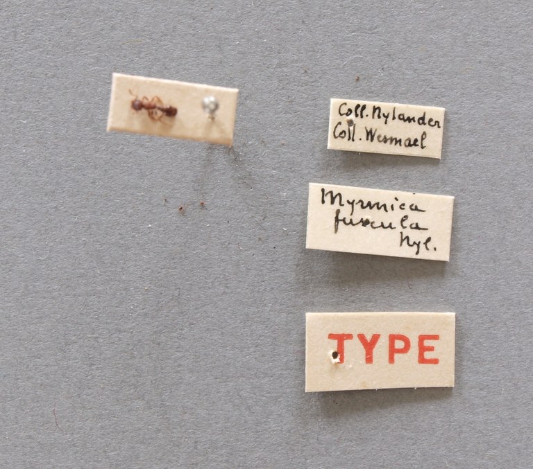 B030 Myrmica fuscula Labels.JPG