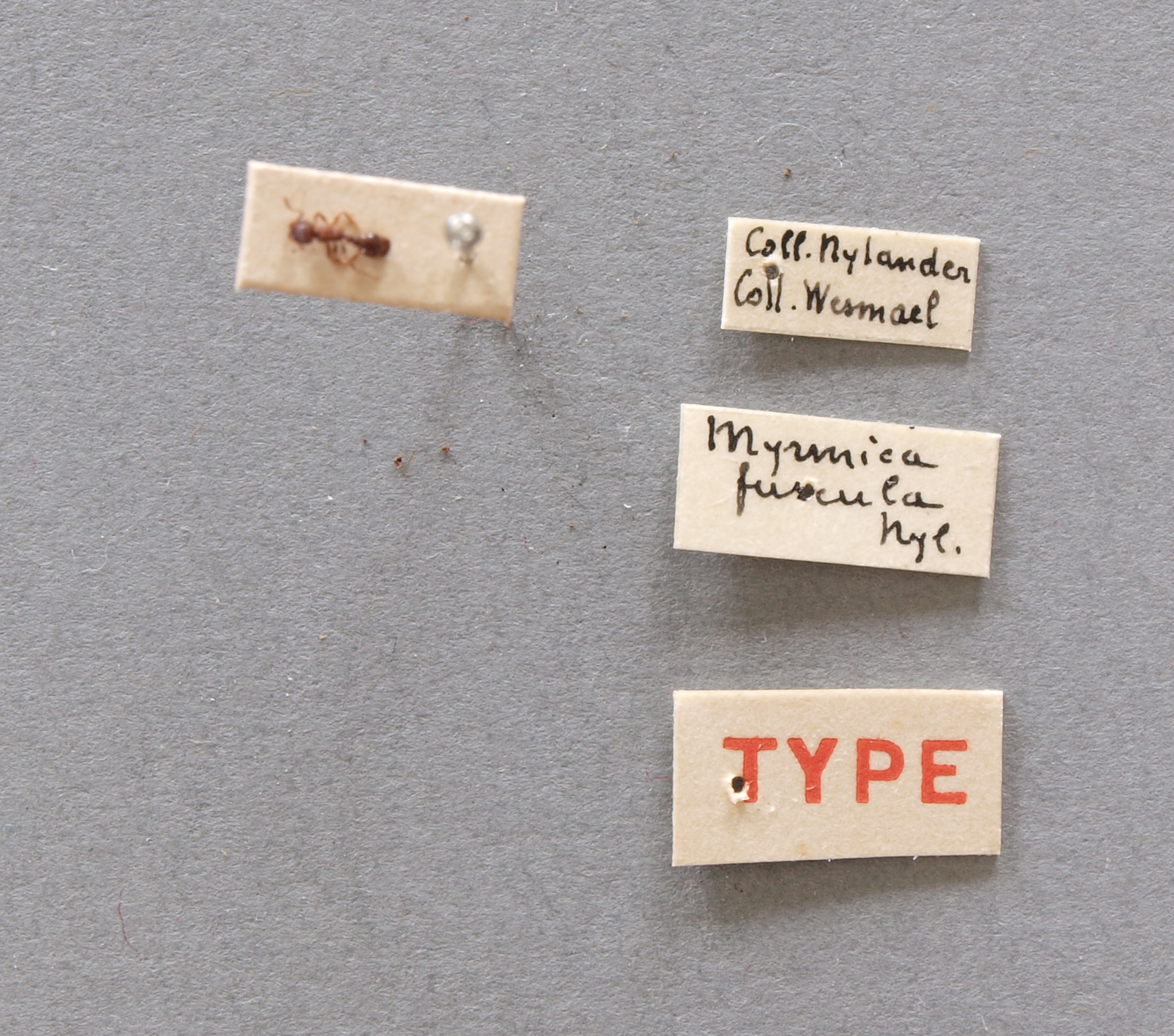 B030 Myrmica fuscula Labels.JPG