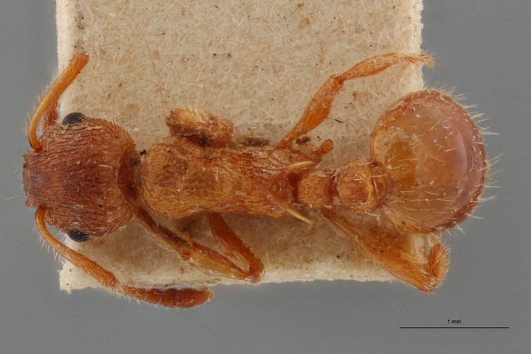 B037 Myrmica gallienii Dorsal ZS PMax.jpg B037 Myrmica gallienii Dorsal ZS PMax.jpg