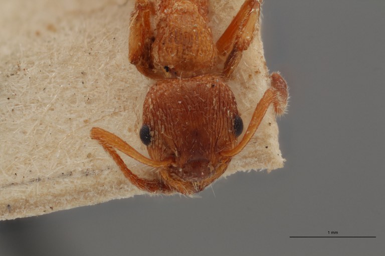 B037 Myrmica gallienii Frontal ZS PMax.jpg B037 Myrmica gallienii Frontal ZS PMax.jpg