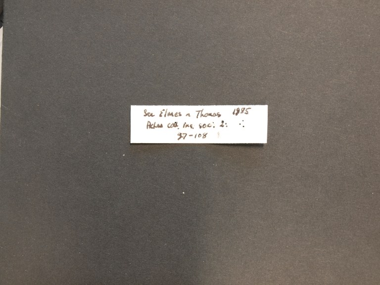 B037 Myrmica gallienii Labels.JPG B037 Myrmica gallienii Labels.JPG