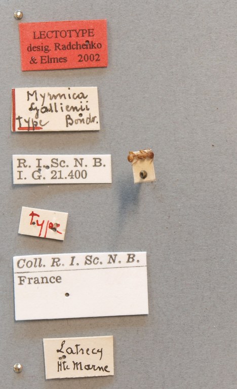 B037 Myrmica gallienii Labels.JPG B037 Myrmica gallienii Labels.JPG