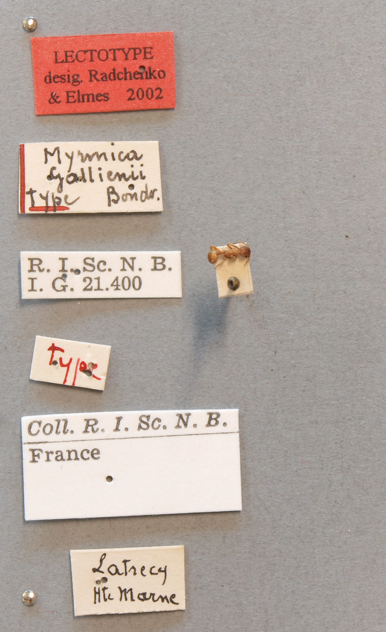 B037 Myrmica gallienii Labels.JPG