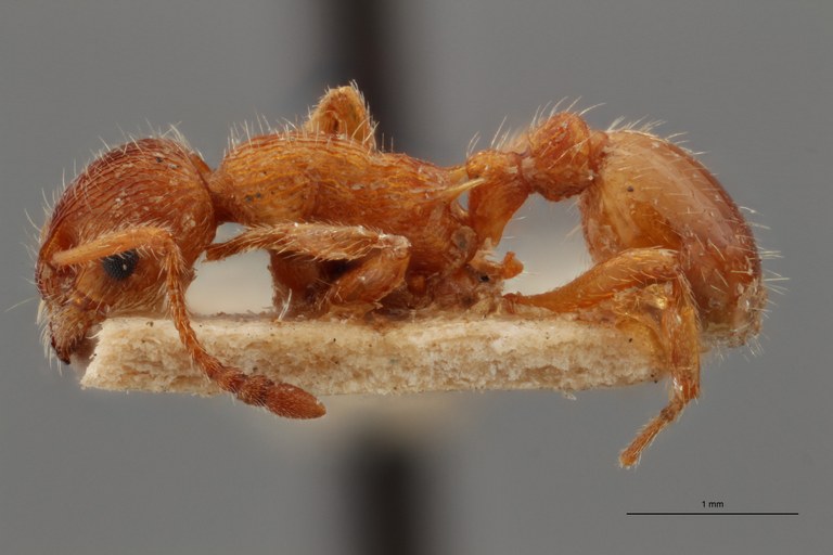 B037 Myrmica gallienii Lateral ZS PMax.jpg B037 Myrmica gallienii Lateral ZS PMax.jpg
