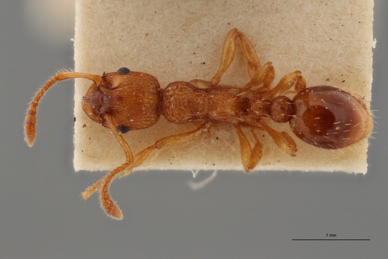 B034 Myrmica pilosiscapus Dorsal ZS PMax.jpg B034 Myrmica pilosiscapus Dorsal ZS PMax.jpg