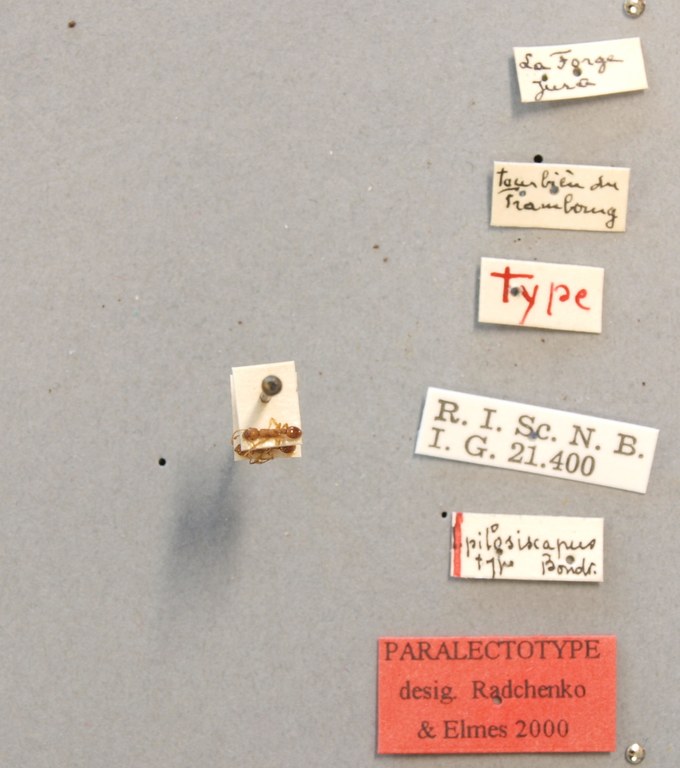 B034 Myrmica pilosiscapus Labels.JPG B034 Myrmica pilosiscapus Labels.JPG