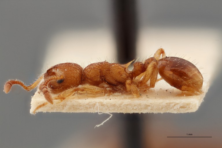 B034 Myrmica pilosiscapus Lateral ZS PMax.jpg B034 Myrmica pilosiscapus Lateral ZS PMax.jpg