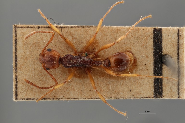 B028 Myrmica ritae Dorsal ZS PMax.jpg B028 Myrmica ritae Dorsal ZS PMax.jpg
