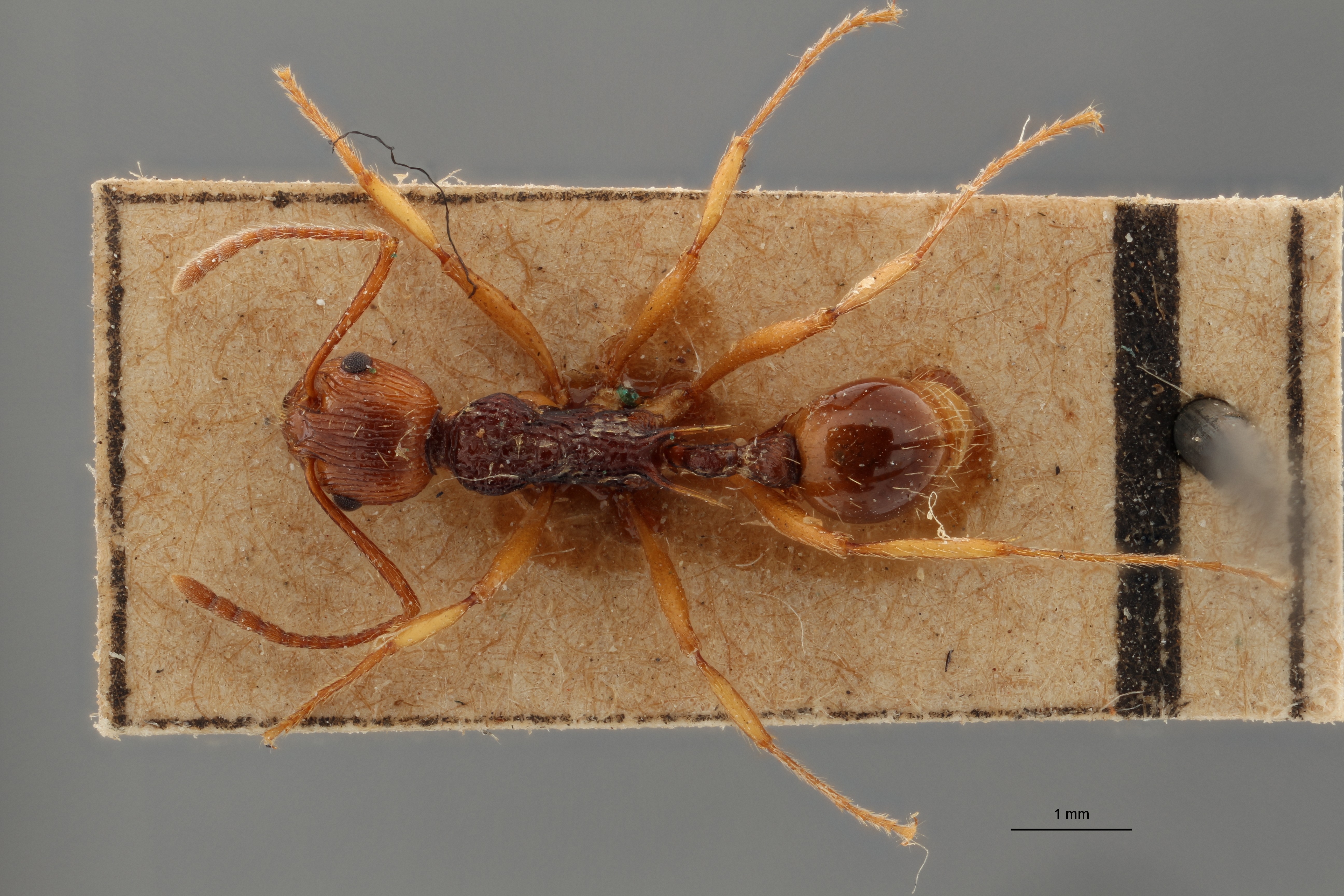 B028 Myrmica ritae Dorsal ZS PMax.jpg
