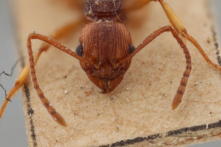B028 Myrmica ritae Frontal ZS PMax.jpg B028 Myrmica ritae Frontal ZS PMax.jpg