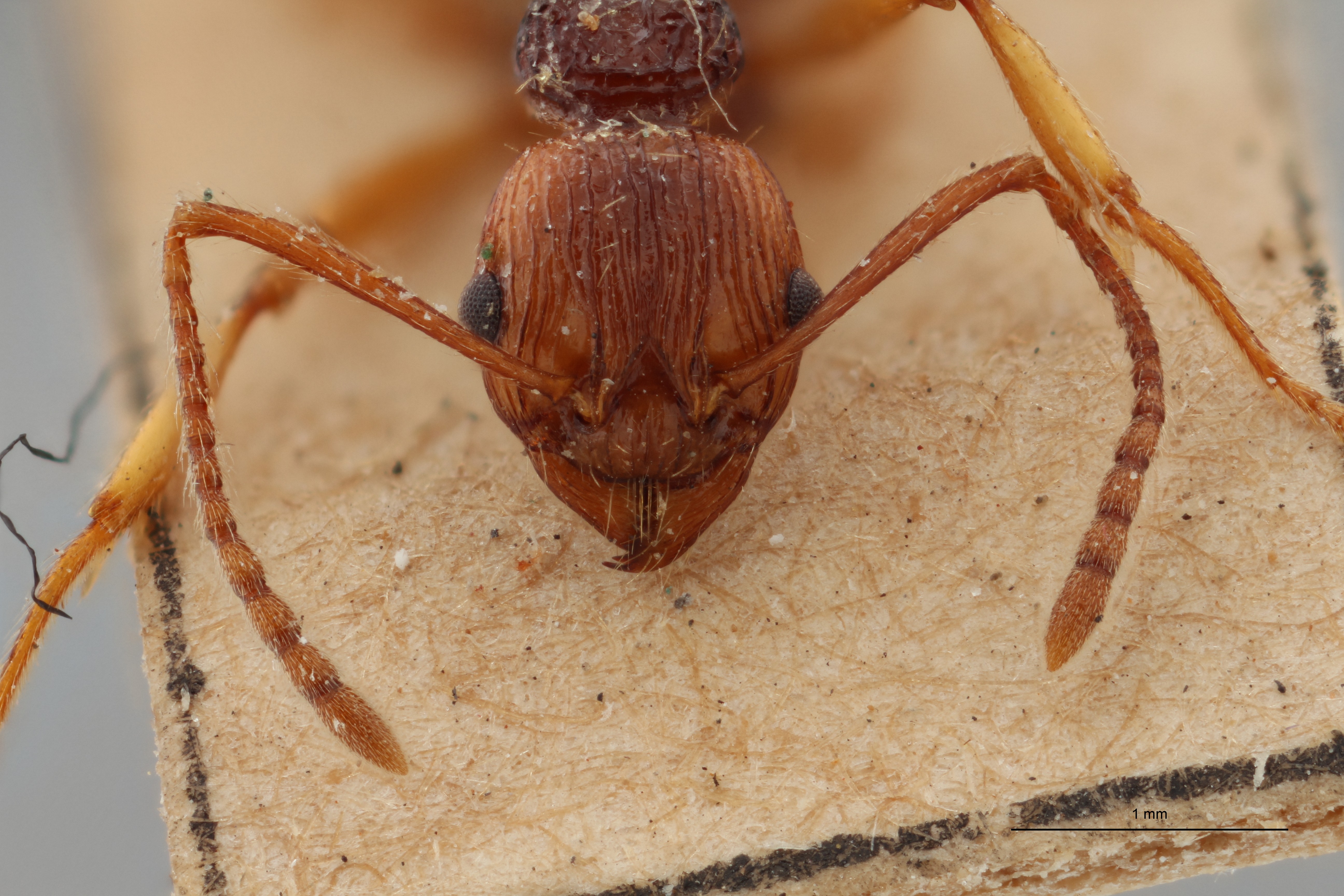 B028 Myrmica ritae Frontal ZS PMax.jpg
