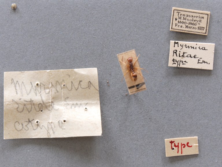 B028 Myrmica ritae Labels.JPG B028 Myrmica ritae Labels.JPG