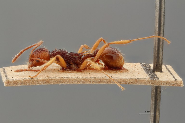 B028 Myrmica ritae Lateral ZS PMax.jpg B028 Myrmica ritae Lateral ZS PMax.jpg