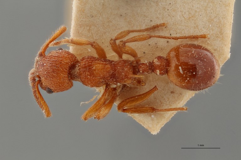 B032 Myrmica rolandi Dorsal ZS PMax.jpg B032 Myrmica rolandi Dorsal ZS PMax.jpg