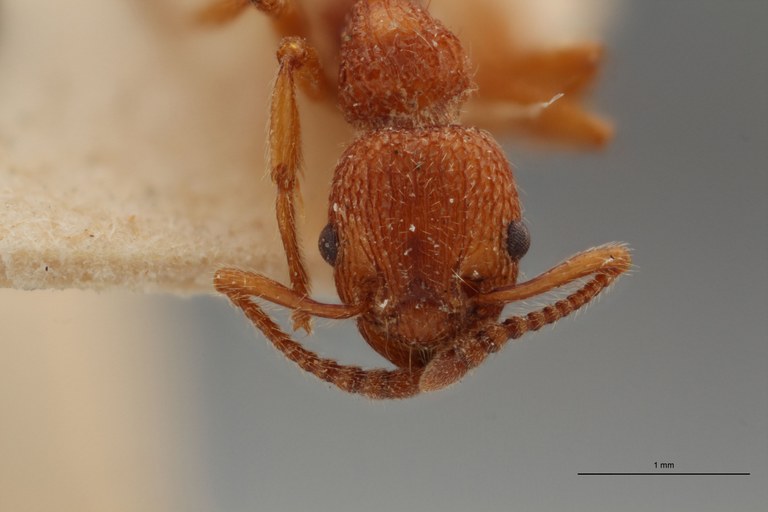 B032 Myrmica rolandi Frontal ZS PMax.jpg B032 Myrmica rolandi Frontal ZS PMax.jpg