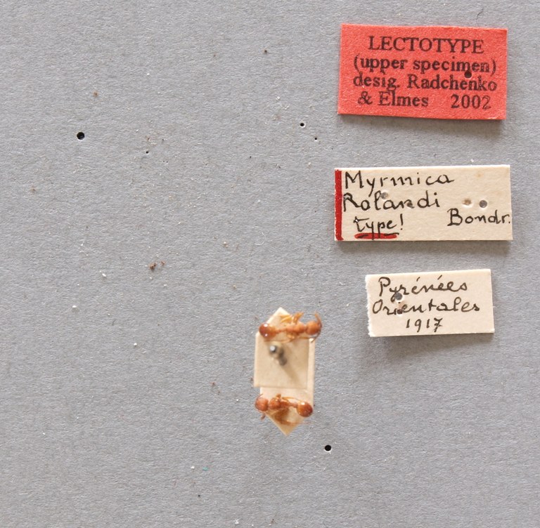 B032 Myrmica rolandi Labels.JPG