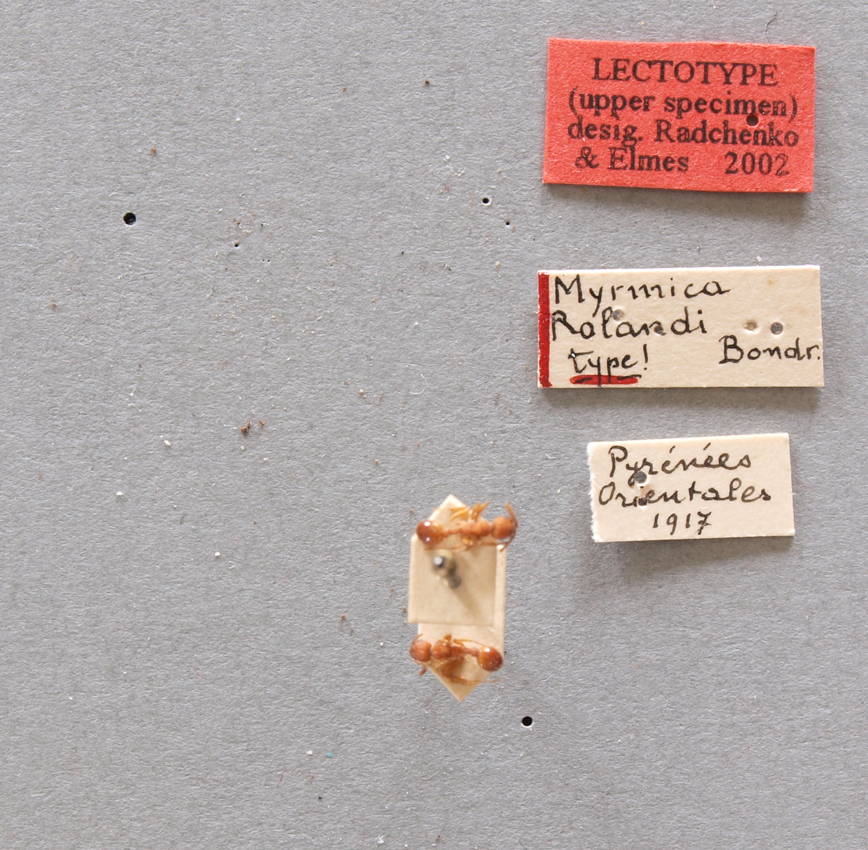 B032 Myrmica rolandi Labels.JPG