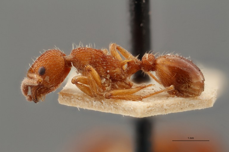 B032 Myrmica rolandi Lateral ZS PMax.jpg B032 Myrmica rolandi Lateral ZS PMax.jpg
