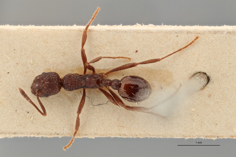 B027 Myrmica smythiesii Dorsal ZS PMax.jpg
