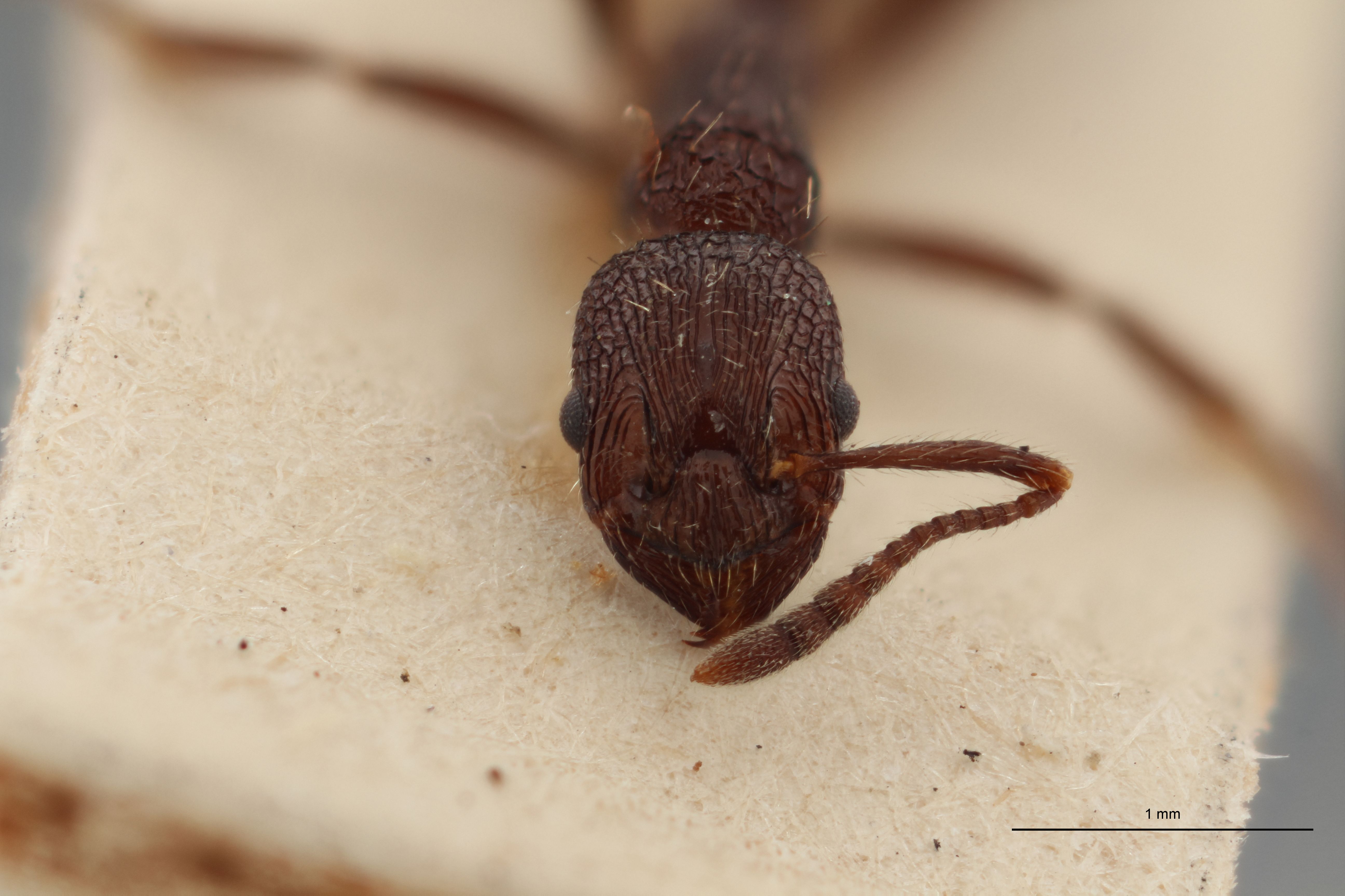 B027 Myrmica smythiesii Frontal ZS PMax.jpg