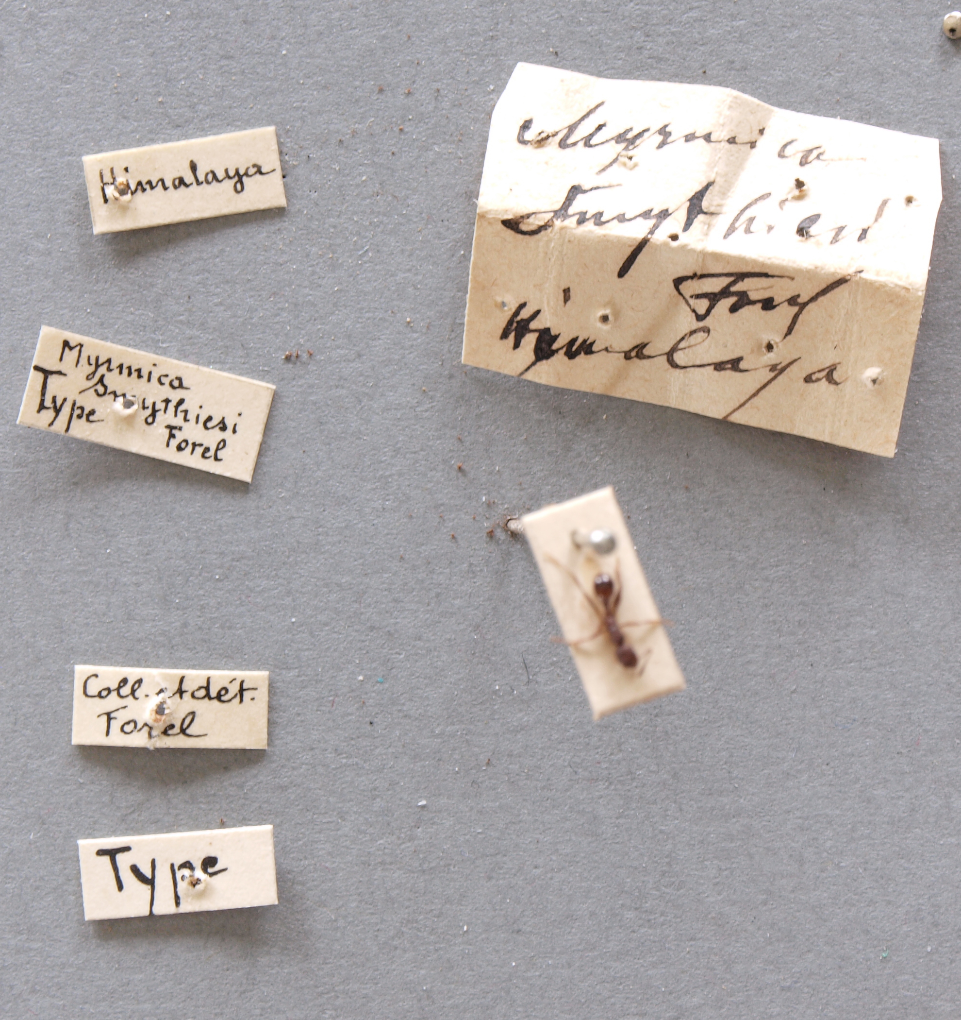 B027 Myrmica smythiesii Labels.JPG