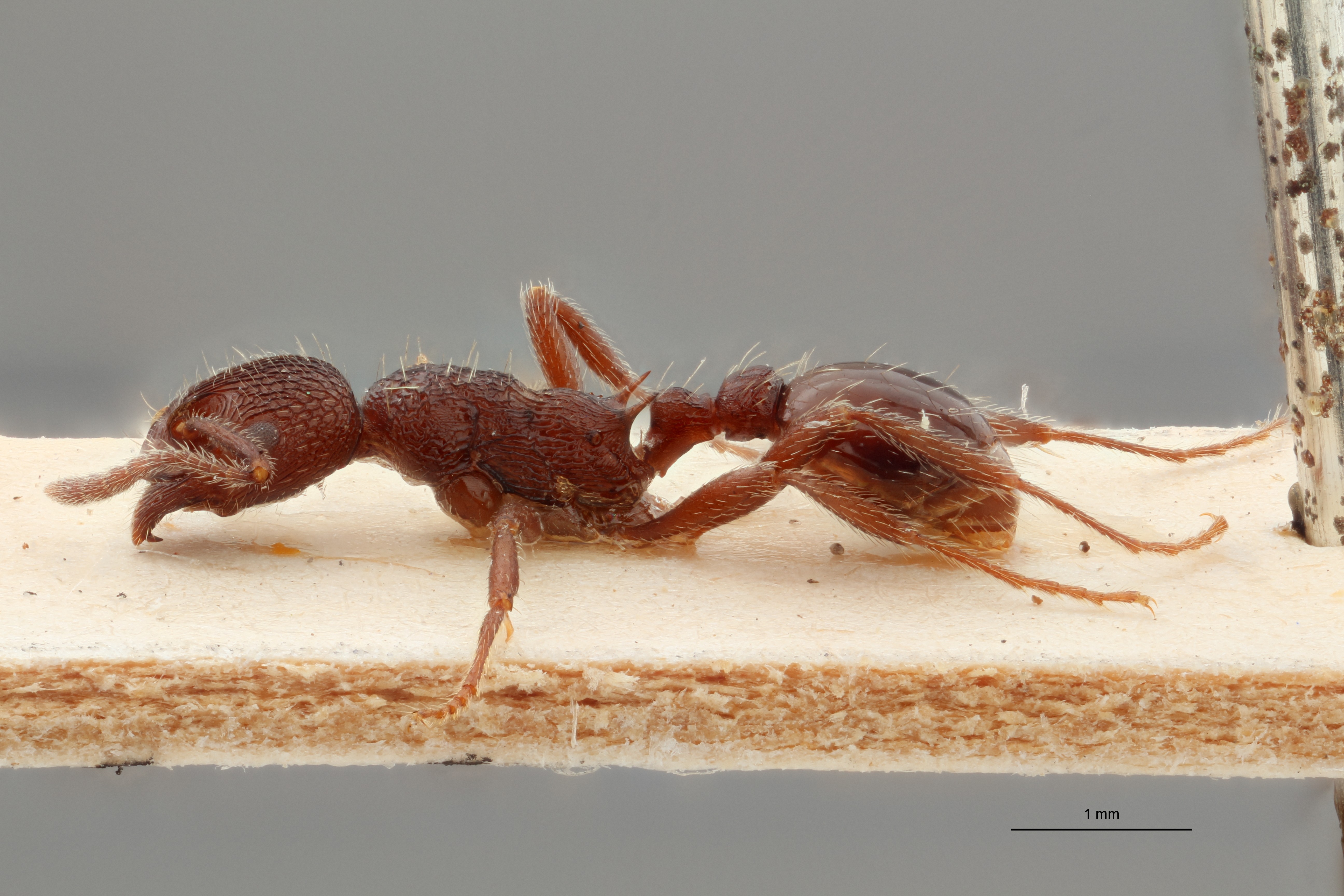 B027 Myrmica smythiesii Lateral ZS PMax.jpg