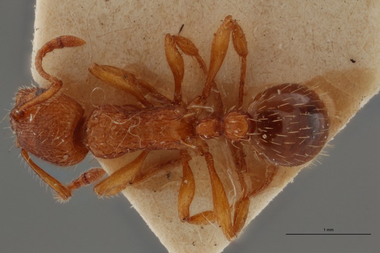 B033 Myrmica specioides Dorsal ZS PMax.jpg B033 Myrmica specioides Dorsal ZS PMax.jpg