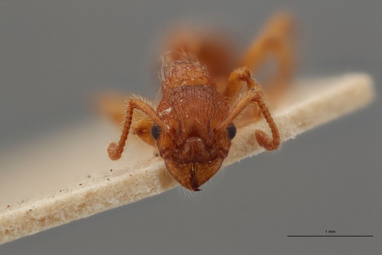 B033 Myrmica specioides Frontal ZS PMax.jpg B033 Myrmica specioides Frontal ZS PMax.jpg