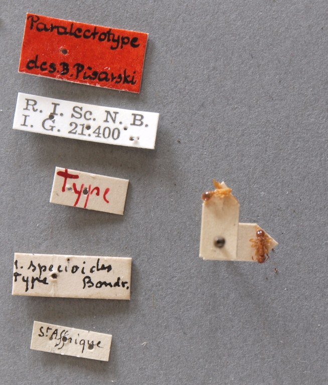B033 Myrmica specioides Labels.JPG B033 Myrmica specioides Labels.JPG