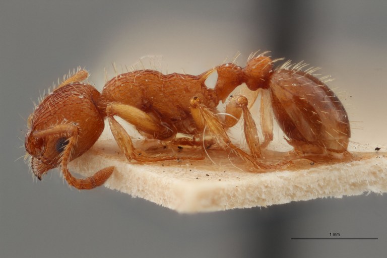 B033 Myrmica specioides Lateral ZS PMax.jpg B033 Myrmica specioides Lateral ZS PMax.jpg