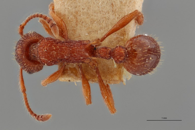 B029 myrmica sulcinodis var. sulcinodoscabrinodis Dorsal ZS PMax.jpg B029 myrmica sulcinodis var. sulcinodoscabrinodis Dorsal ZS PMax.jpg