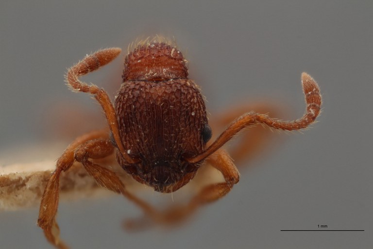 B029 myrmica sulcinodis var. sulcinodoscabrinodis Frontal ZS PMax.jpg B029 myrmica sulcinodis var. sulcinodoscabrinodis Frontal ZS PMax.jpg