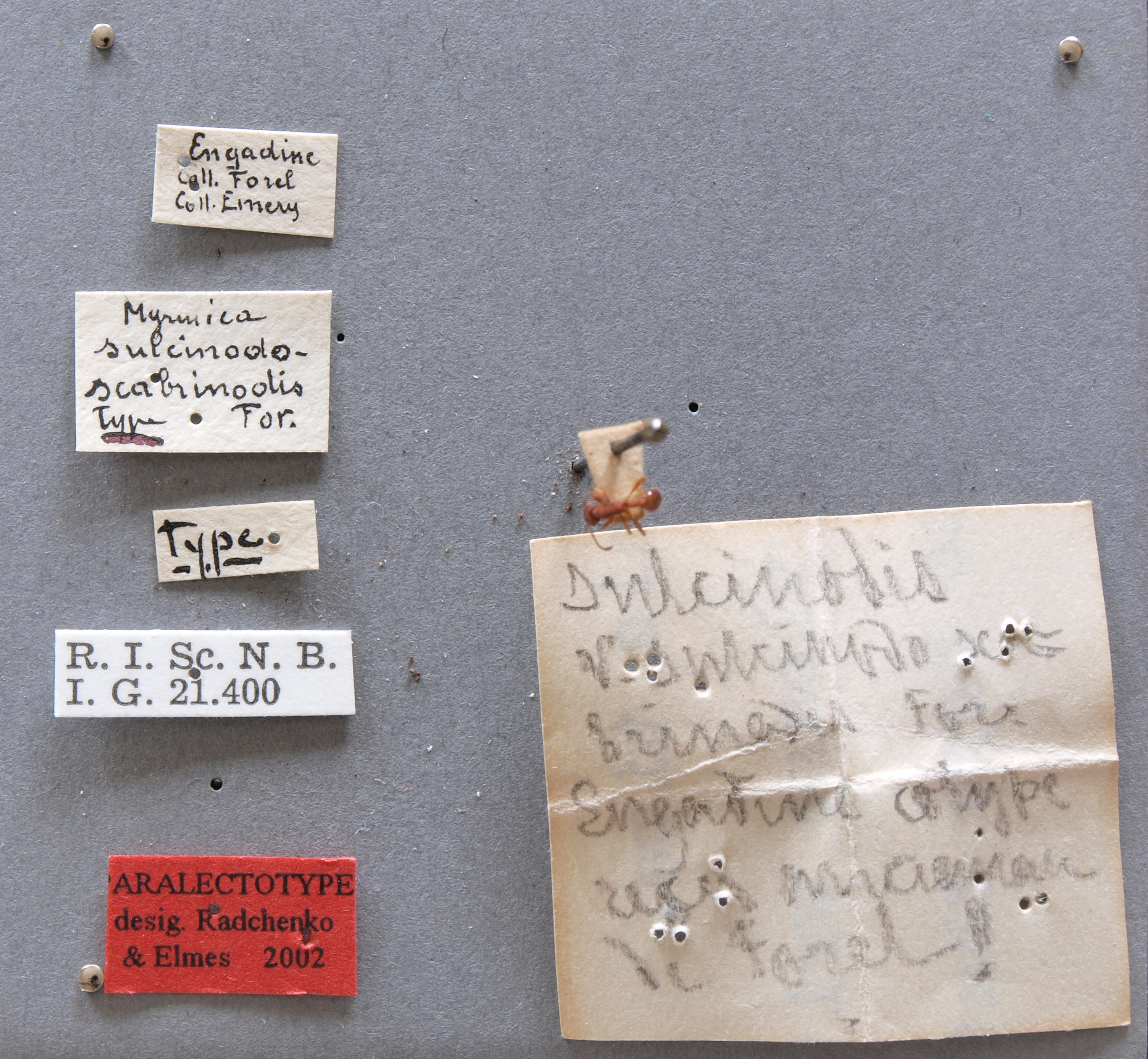 B029 myrmica sulcinodis var. sulcinodoscabrinodis Labels.JPG