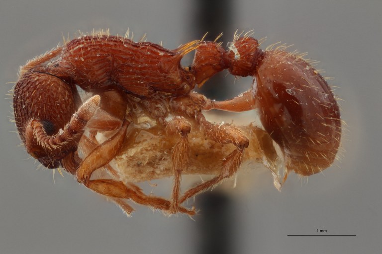 B029 myrmica sulcinodis var. sulcinodoscabrinodis Lateral ZS PMax.jpg B029 myrmica sulcinodis var. sulcinodoscabrinodis Lateral ZS PMax.jpg