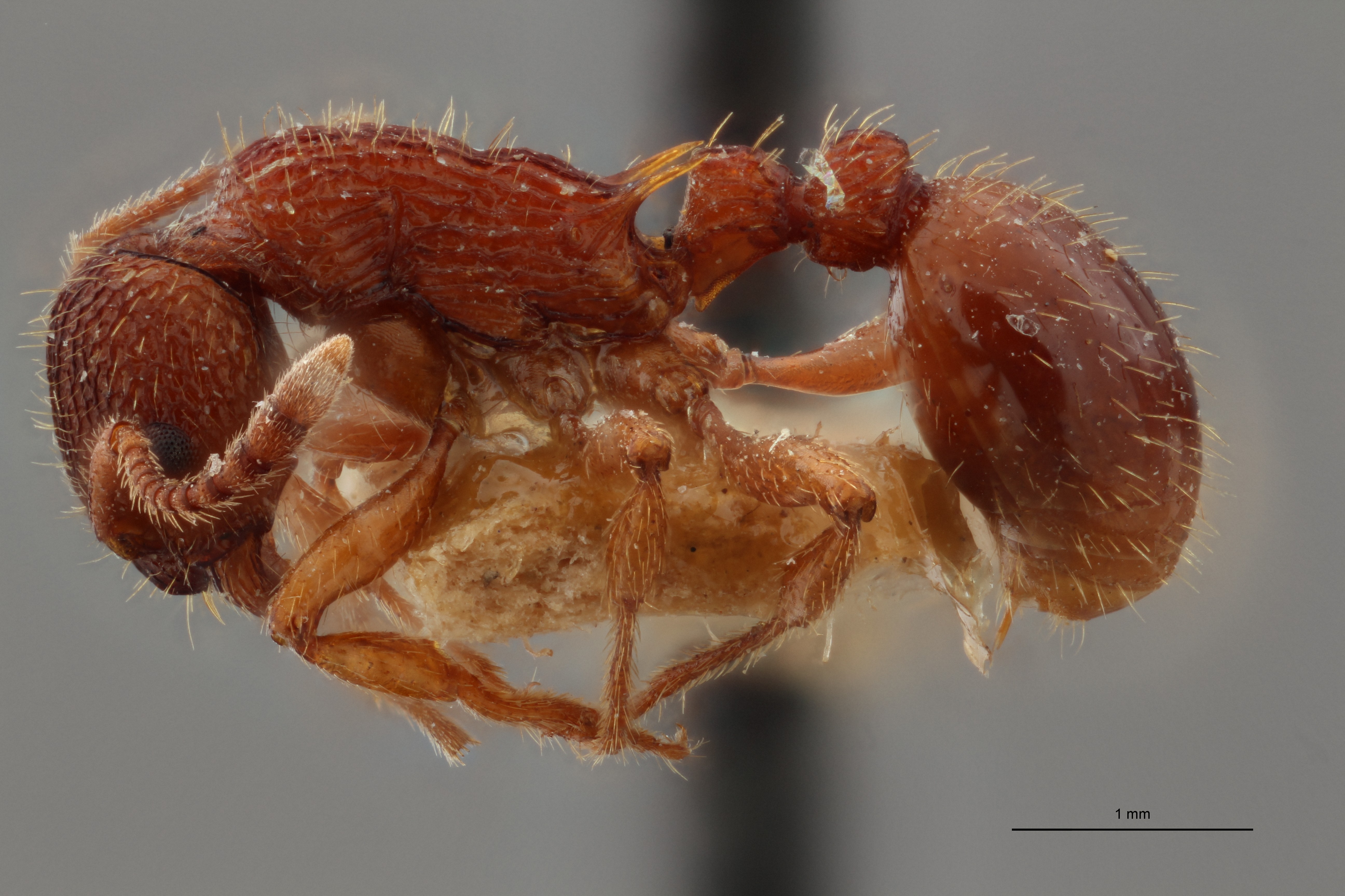 B029 myrmica sulcinodis var. sulcinodoscabrinodis Lateral ZS PMax.jpg