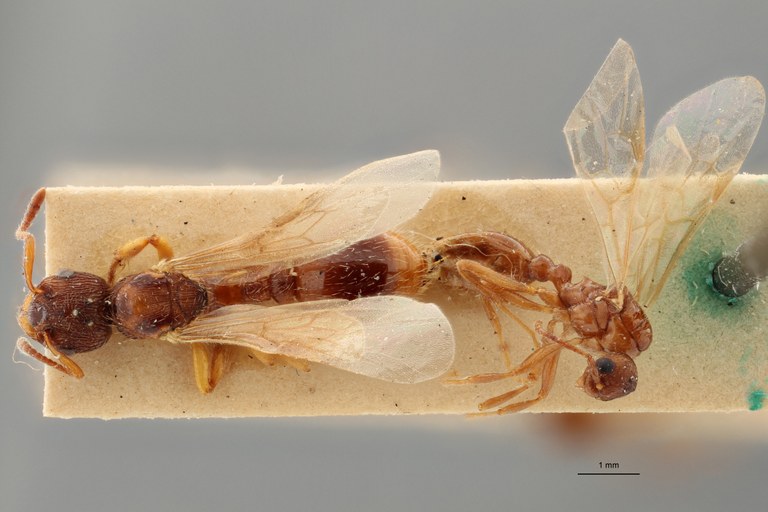 B036 Myrmica vandeli Dorsal ZS PMax.jpg